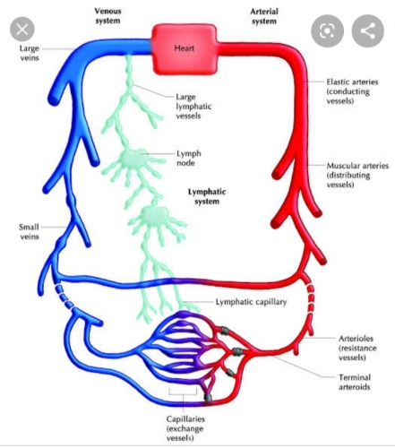 Transport/ Circulatory System