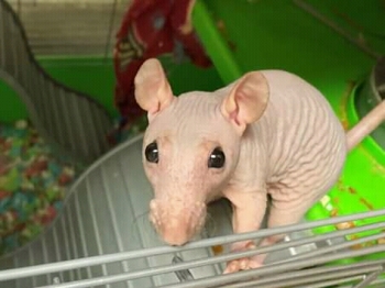Rats: Dangerous Vermin Or Useful Members Of Society?