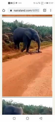 Elephant Attacks Man, Seizes His Bicycle (Photo, Video)