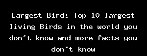 Largest Bird: Top 10 Largest Living Birds In The World You Don