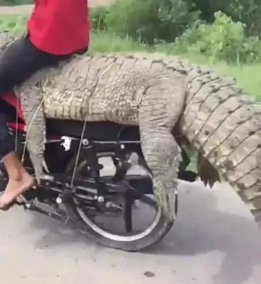 Man Transports A Dead Crocodile With His Motorcycle