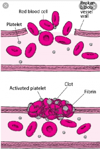 Blood Clotting