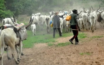 Appraisal Of Legality And Propriety Of Ondo Govt’s Restriction On Herdsmen Within The State….by Femi Emodamori