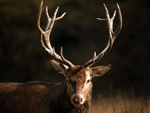 9 most dangerous mammals