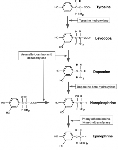 catecholamine synthesis