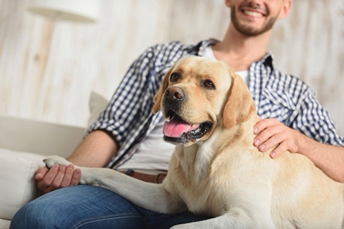 Is Your Dog Really Happier Now That You are Home All the Time?