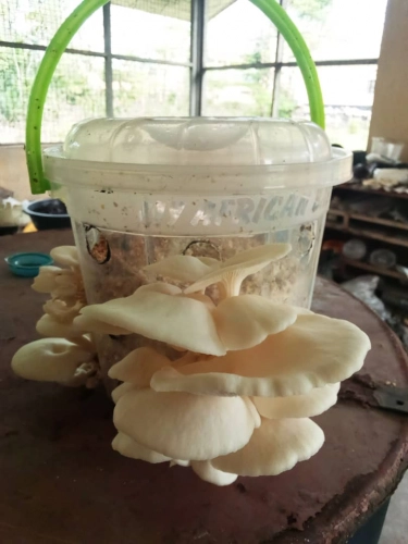 MUSHROOM CULTIVATION :say farewell to poverty 