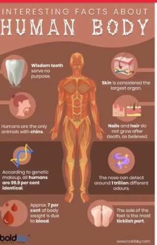 10 Facts About The Human Body You Might Not Know