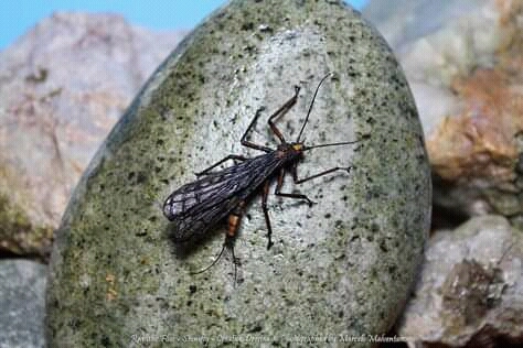 How Does Flies Detect Smells