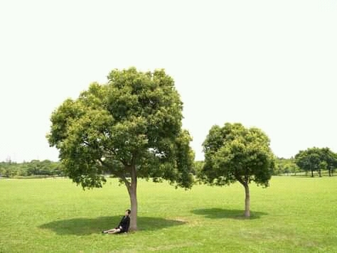 A Tree Save Mankind(importance Of Trees)