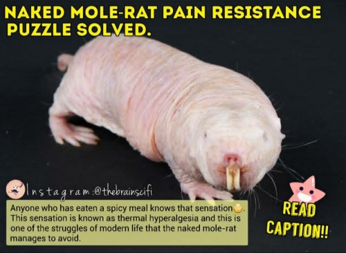 Learn why this Rat can't feel pain ever