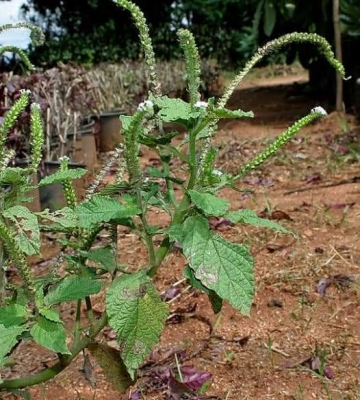 THIS  POPULAR PLANT TREATS SICKLE CELL CRISES AND CAN CURE VARIOUS AILMENTS. SEE PREPARATIONS