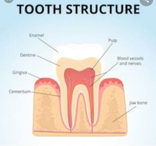 Dentition