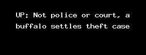 UP: Not police or court, a buffalo settles theft case